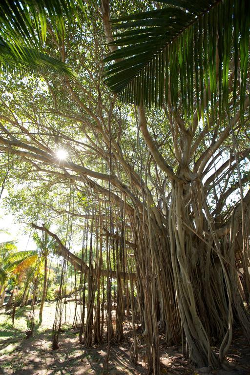 Lux* Grand Gaube Resort & Villas Luaran gambar Banyan tree